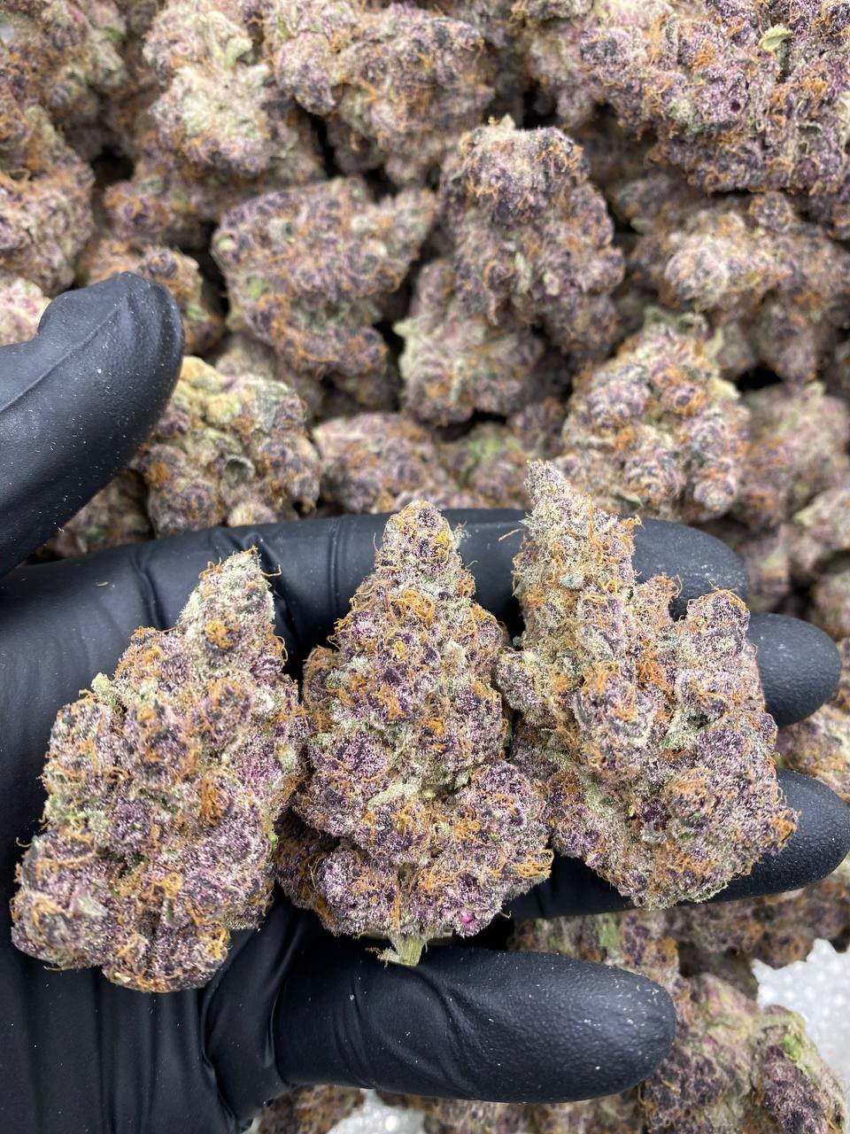 EXOTIC TROPICANA STRAIN