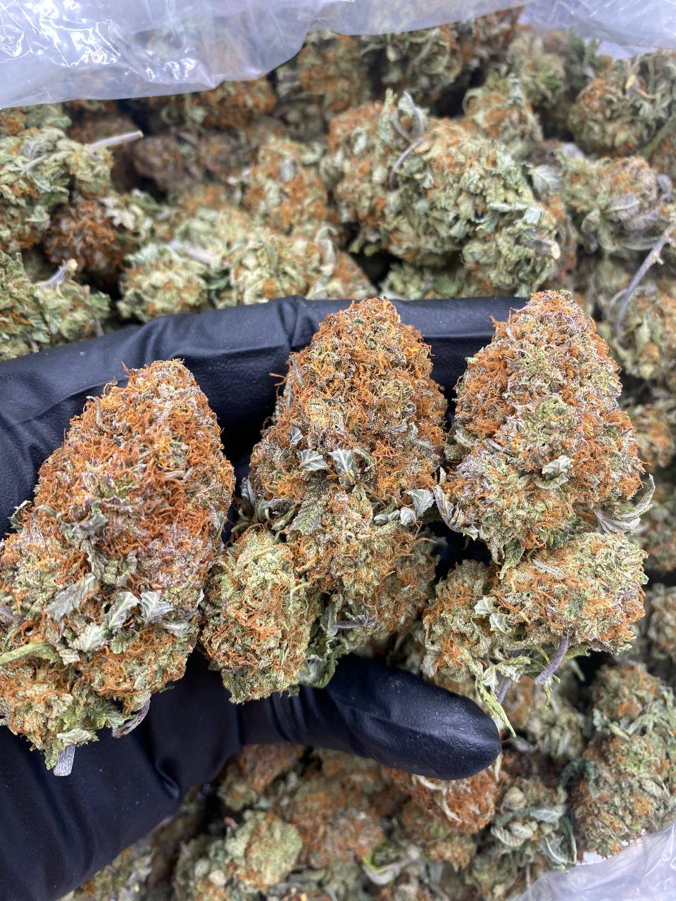 WHITE FIRE BUBBAS STRAIN