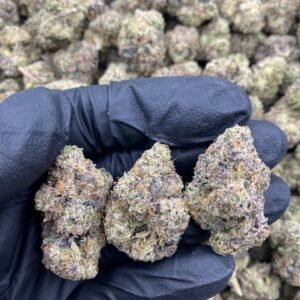 BLUEBERRY GELATO STRAIN