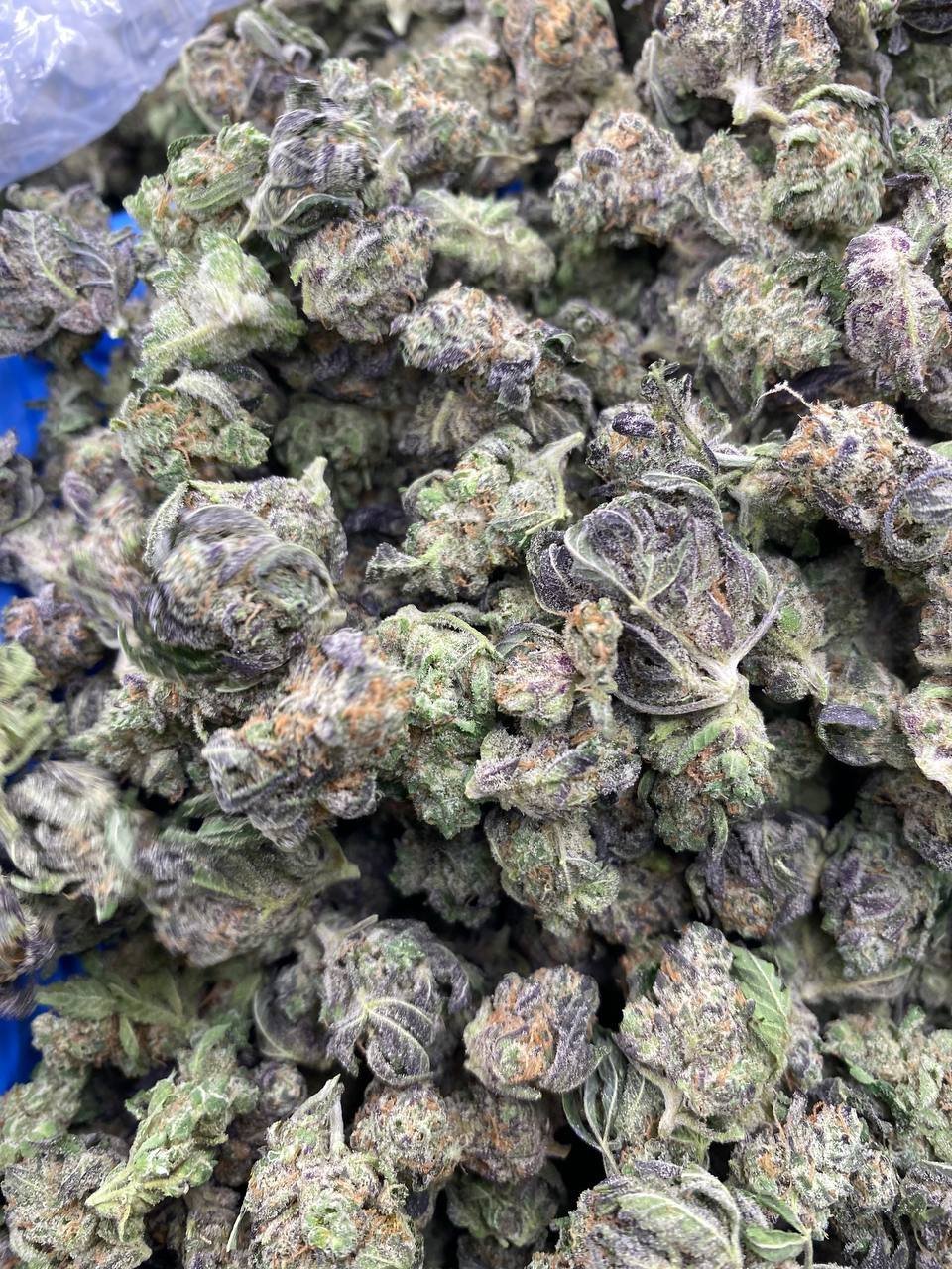 GUSH OASIS SMALLZ STRAIN