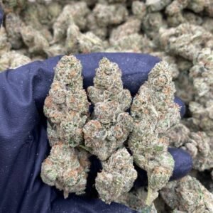 BLUE METEORITE STRAIN