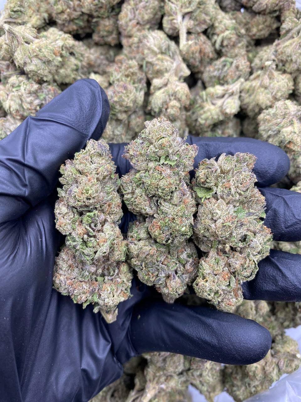 DOUBLE CHERRY RUNTZ STRAIN