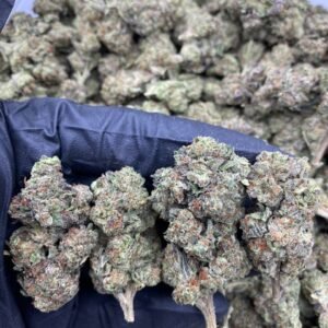 ICE CREAM SANDWHICH STRAIN