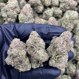 LEMON CHERRY GELATO STRAIN