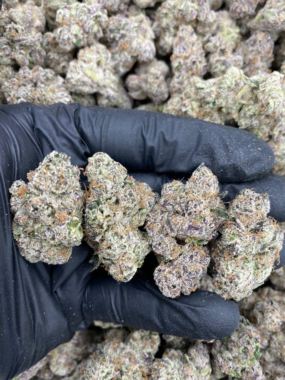 PURPLE STARBURST STRAIN